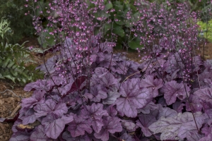 Heuchera 'Pink Panther' 